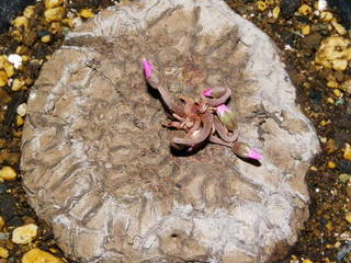 IMGP0704.JPG