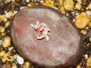 IMGP0705.JPG