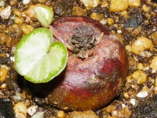 IMGP0707.JPG