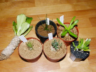 IMGP0728.JPG