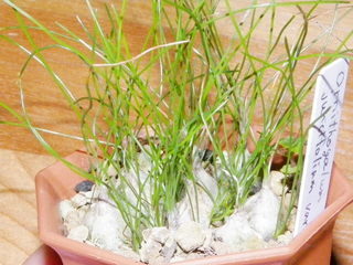 IMGP0735.JPG