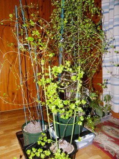 IMGP0759.jpg