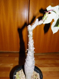 IMGP0817.jpg