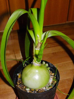 IMGP0824.jpg