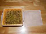 IMGP0129.JPG