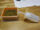 IMGP0133.JPG