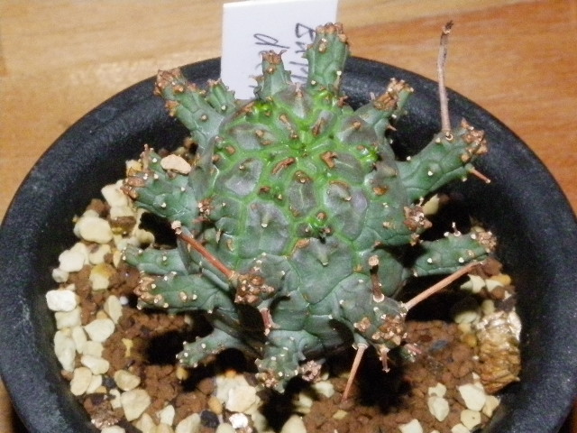 Euphorbia decepta: 感性が刺激されるままに・・・