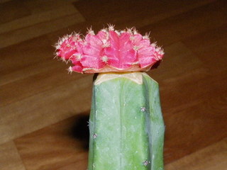 IMGP0450.JPG