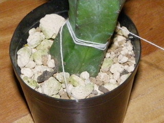 IMGP0452.JPG