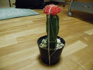 IMGP0455.JPG