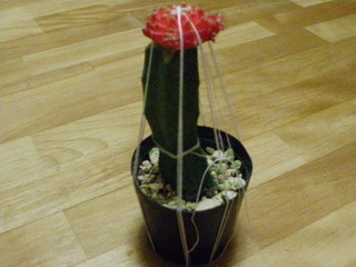 IMGP0456.JPG