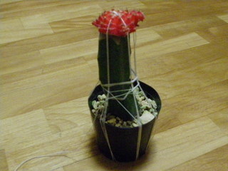 IMGP0457.JPG