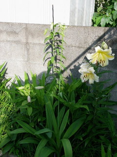 IMGP0468.jpg