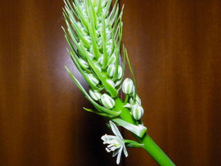 IMGP0836.JPG