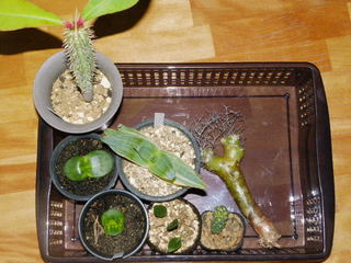 IMGP0837.JPG