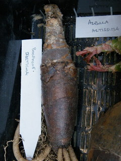 IMGP0864.jpg