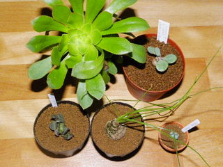 IMGP0905.JPG