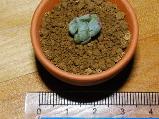 IMGP0909.JPG