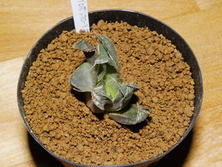 IMGP0910.JPG