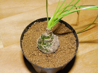 IMGP0911.JPG